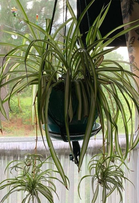 12 Low-Light Hanging Houseplants That Thrive in Near Darkness 9 12 Low-Light Hanging Houseplants That Thrive in Near Darkness 8