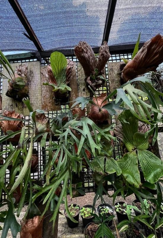 12 Low-Light Hanging Houseplants That Thrive in Near Darkness 4 12 Low-Light Hanging Houseplants That Thrive in Near Darkness 3