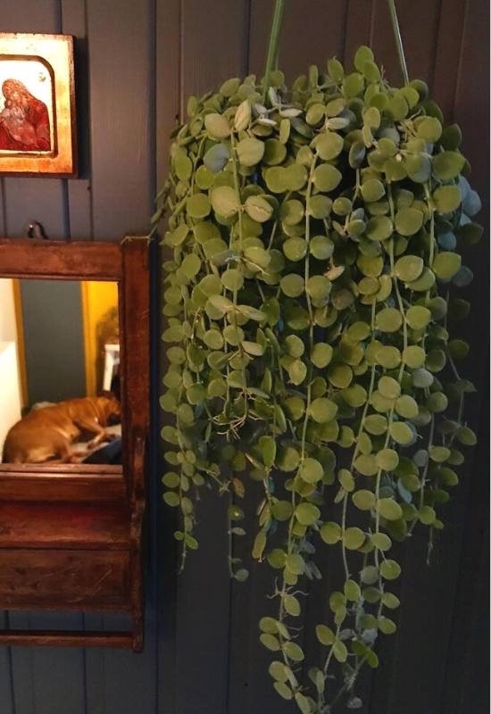 12 Low-Light Hanging Houseplants That Thrive in Near Darkness 4