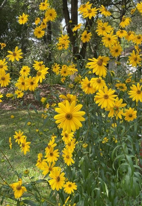 15 Sunflowers Look-Alikes That Might Just Be Better Than the Real Thing 11