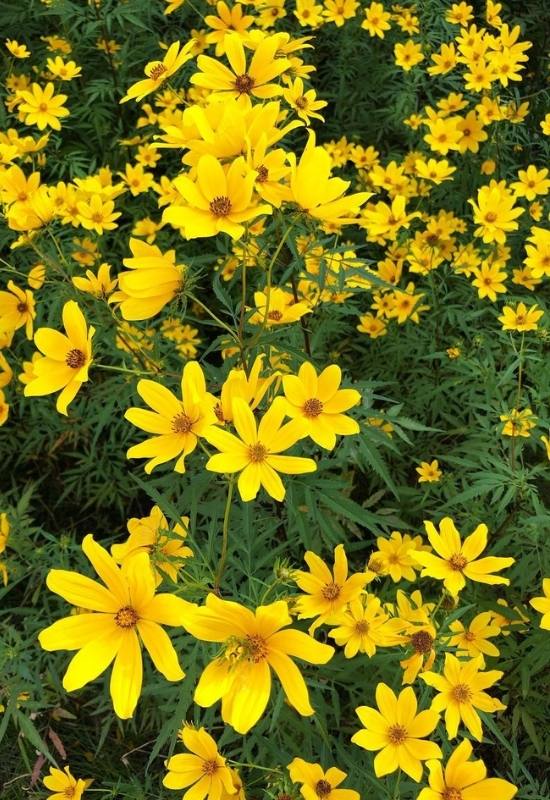 15 Sunflowers Look-Alikes That Might Just Be Better Than the Real Thing 9