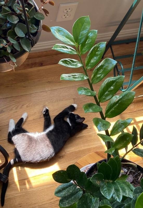 Are Fiddle Leaf Figs Poisonous to Cats, Dogs, or Kids? 12
