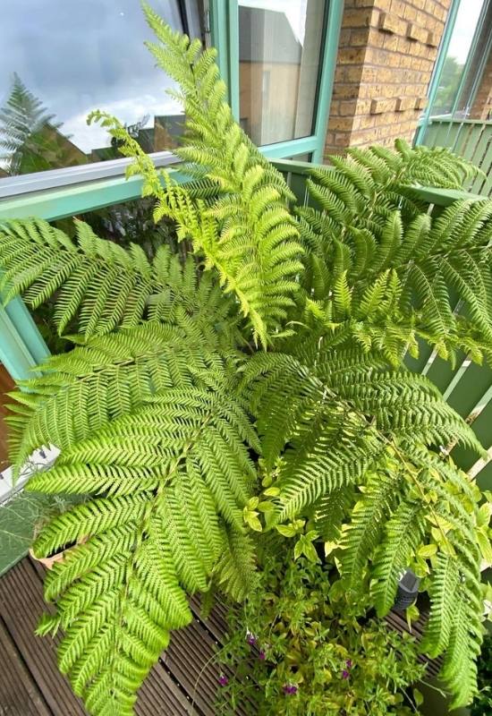 An Indoor Variant of Fern