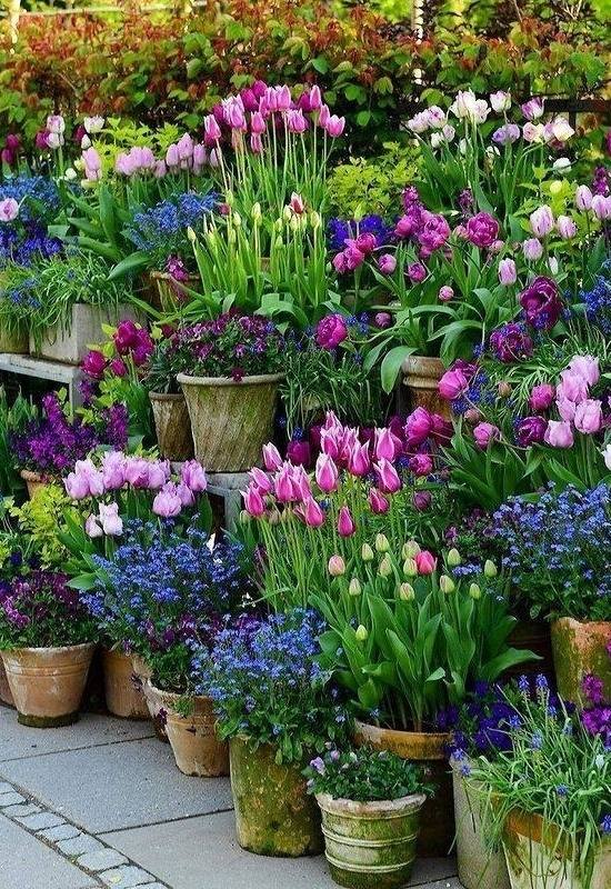 Different Types of Potted Tulips
