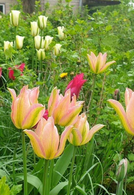 22 Types of Tulips To Liven Up Your Spring Garden 1