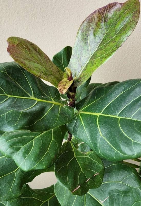Fiddle Leaf Fig Watering Demystified: Overwatering, Underwatering, or Just Right? 4