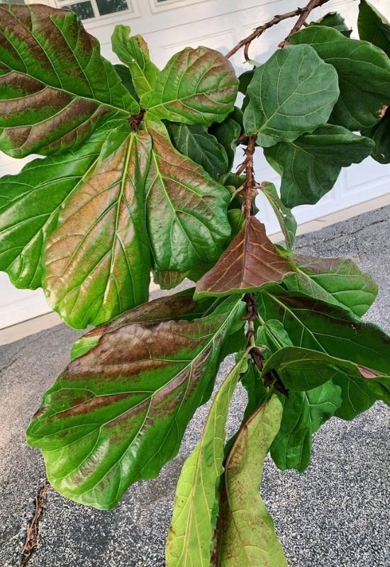 Fiddle Leaf Fig Watering Demystified: Overwatering, Underwatering, or Just Right? 5