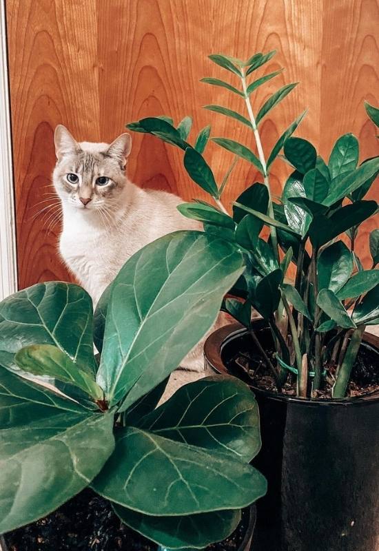 Are Fiddle Leaf Figs Poisonous to Cats, Dogs, or Kids? 3