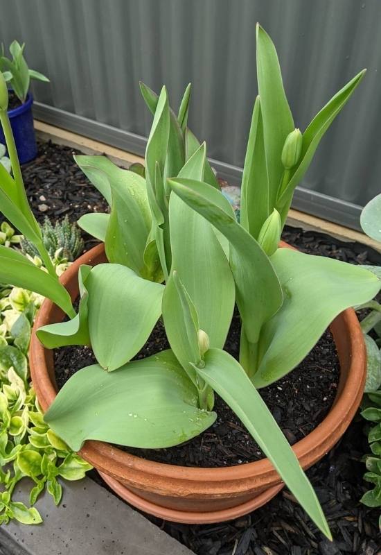 Deadheading Tulips: Why, When, and How to Do It the Right Way 20