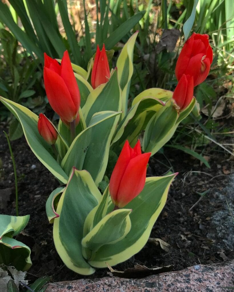 Praestans Tulips