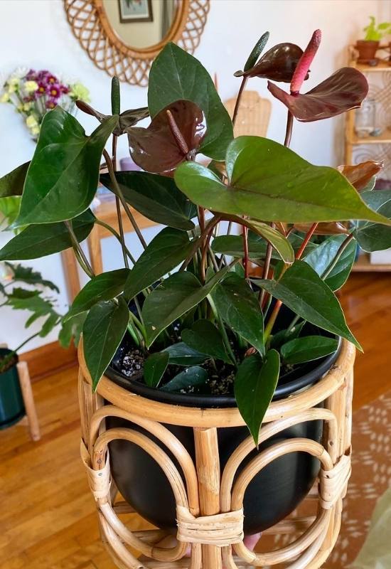 20 Stunning Anthurium Varieties to Add To Your Plant Collection 14 20 Stunning Anthurium Varieties to Add To Your Plant Collection 2
