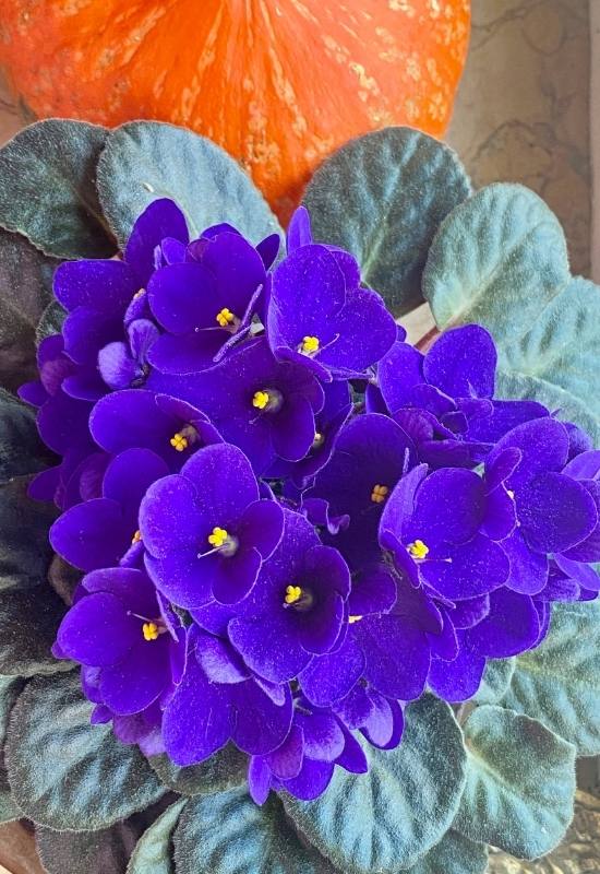 20 Stunning African Violet Varieties You'll Love 9