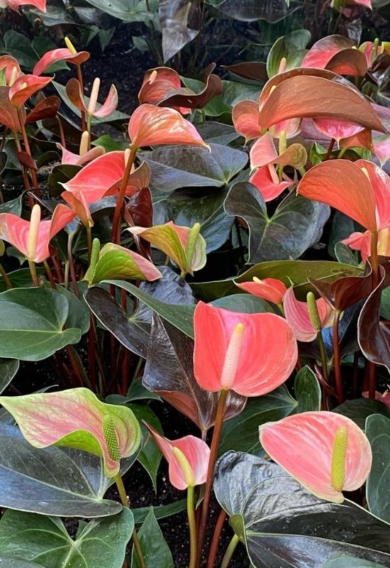 20 Stunning Anthurium Varieties to Add To Your Plant Collection 20 20 Stunning Anthurium Varieties to Add To Your Plant Collection 8
