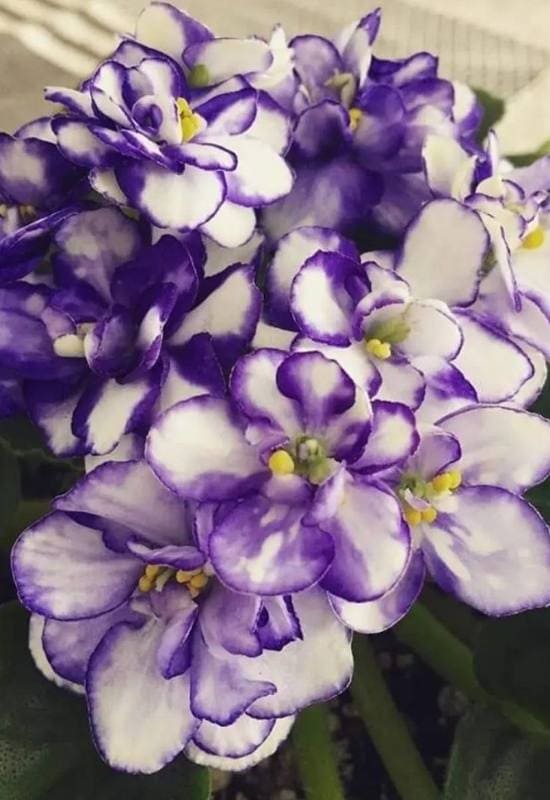 20 Stunning African Violet Varieties You'll Love 10