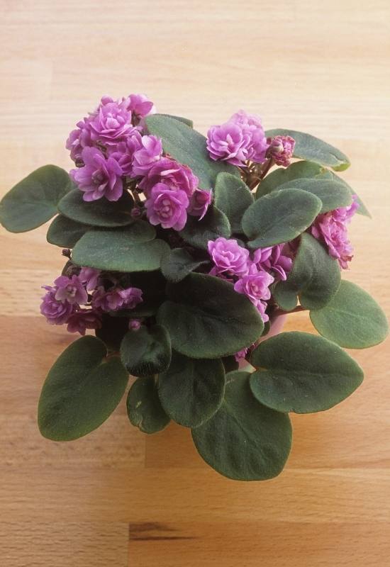 20 Stunning African Violet Varieties You'll Love 2