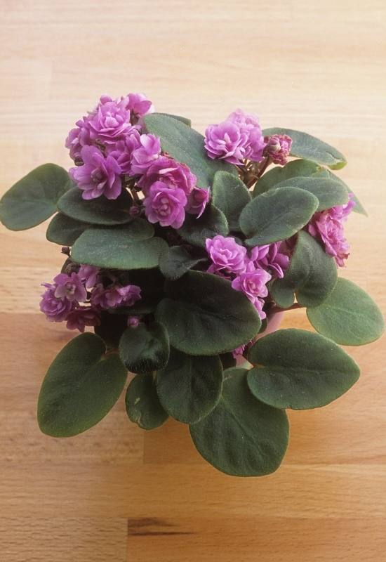 20 Stunning African Violet Varieties You'll Love 13 20 Stunning African Violet Varieties You'll Love 2
