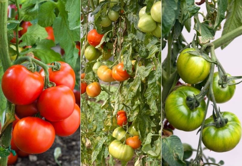 28 Incredible Indeterminate Tomato Varieties For The Home Garden