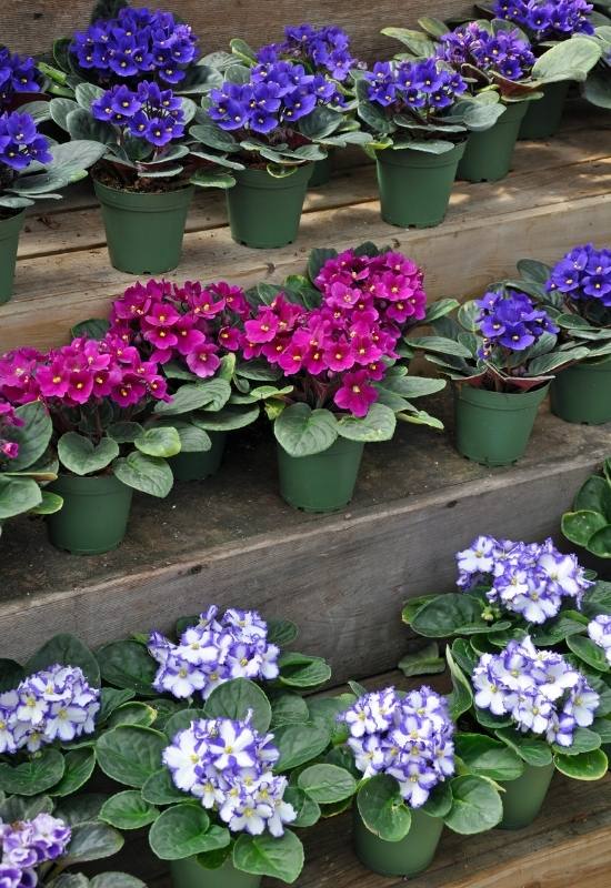 potted many african violet varieties