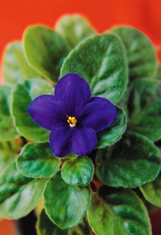 zoom in photo of an african violet leaves