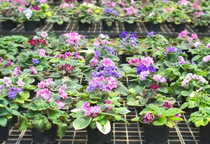 African Violet Varieties