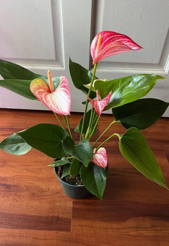 20 Stunning Anthurium Varieties to Add To Your Plant Collection 11