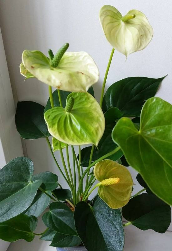 20 Stunning Anthurium Varieties to Add To Your Plant Collection 15
