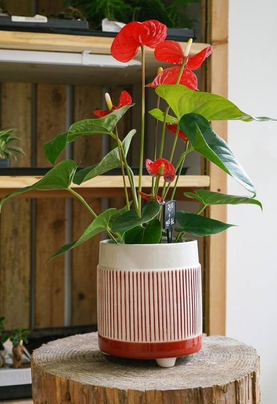 One of the anthurium varieties