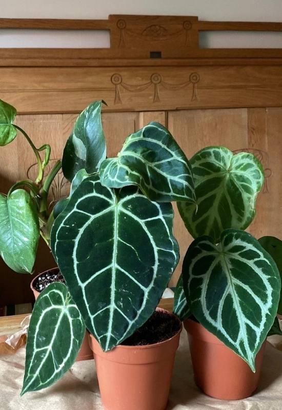 20 Stunning Anthurium Varieties to Add To Your Plant Collection 9 Anthurium Crystallinum
