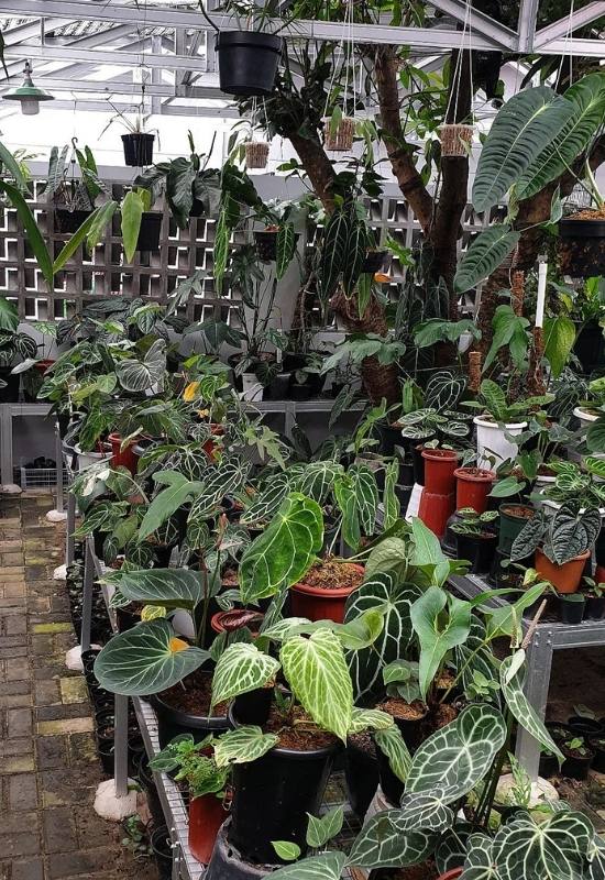 greenhouse garden with multiple anthurium varieties