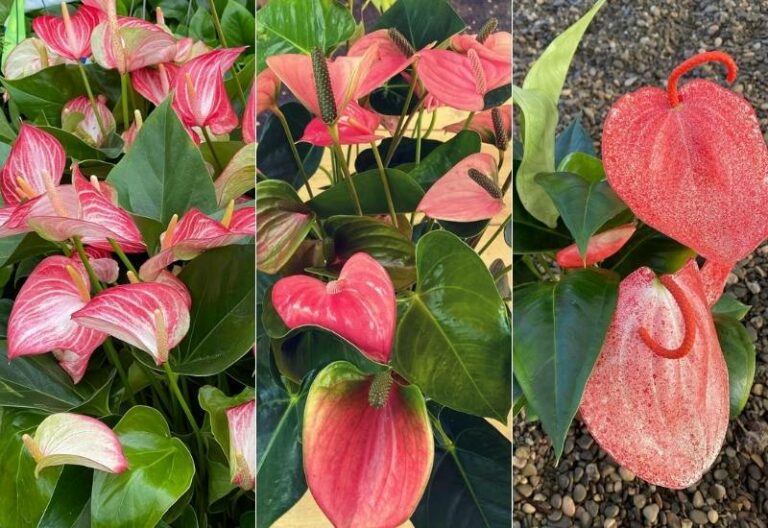 20 Stunning Anthurium Varieties to Add To Your Plant Collection