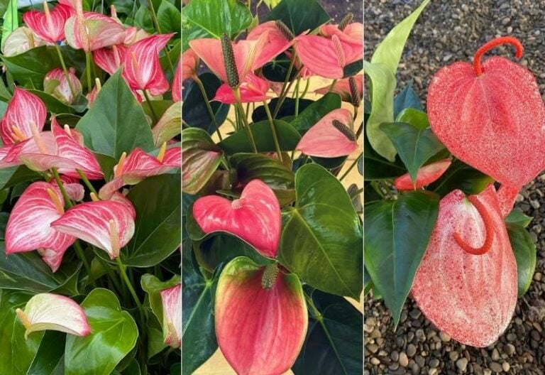 Anthurium Varieties