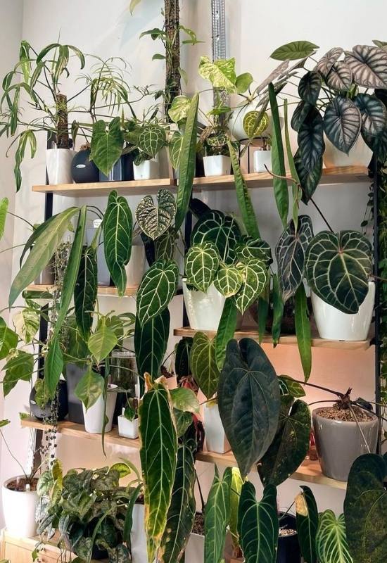 anthurium varieties in a wall display