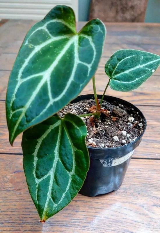 single potted anthurium