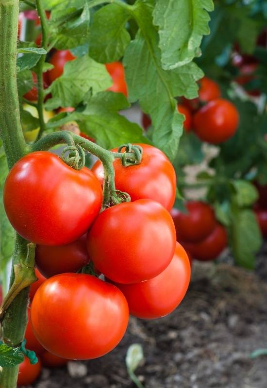 28 Varieties of Indeterminate Tomatoes to Plant in Your Garden This Year 13