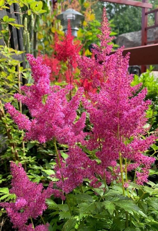23 Low Maintenance Perennial Flowers For Full Sun Or Shady Garden Spaces 8