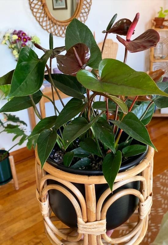 20 Stunning Anthurium Varieties to Add To Your Plant Collection 10 A Black Anthurium indoors