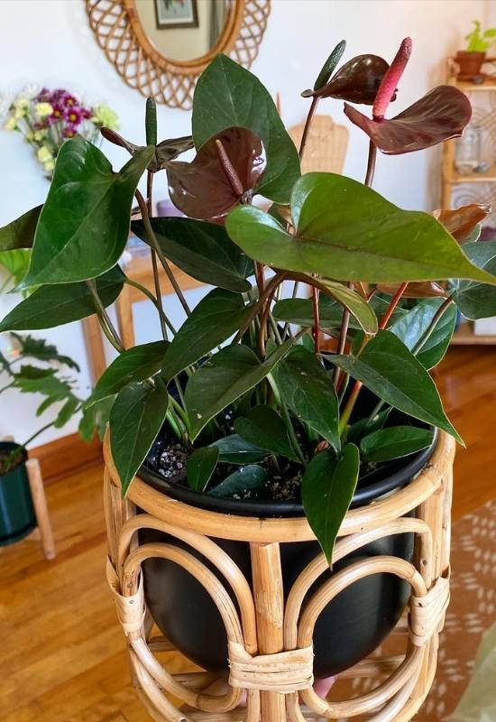 A Black Anthurium indoors