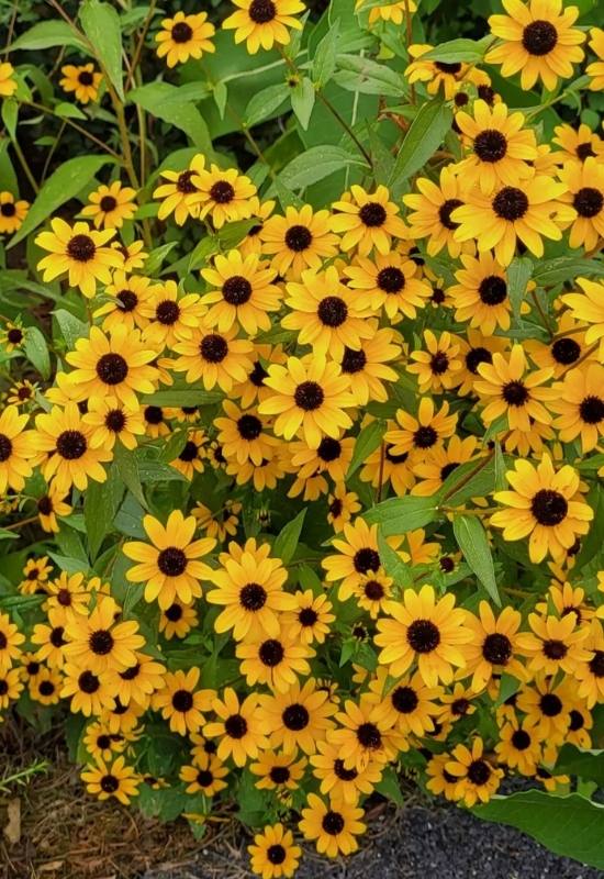 23 Low Maintenance Perennial Flowers For Full Sun Or Shady Garden Spaces 10 a field of black eyed susans