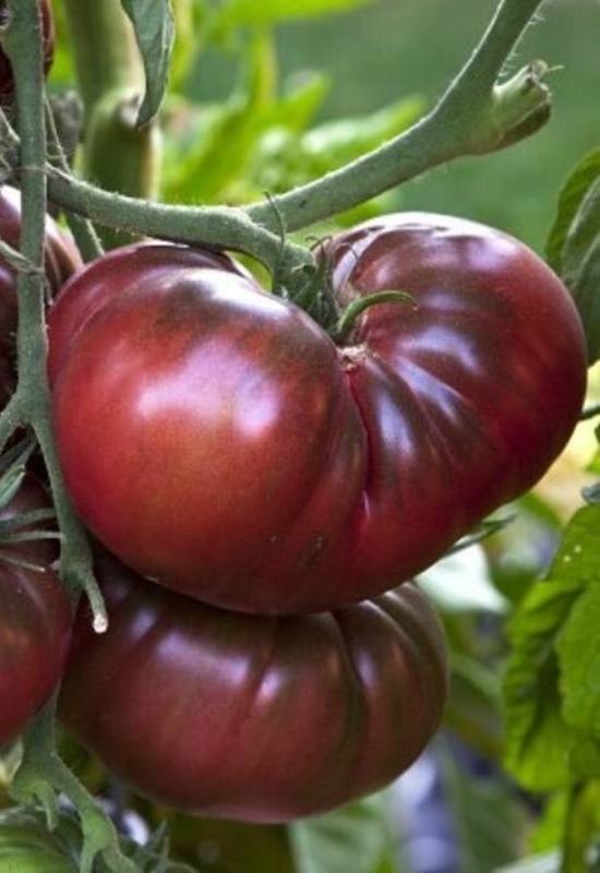28 Varieties of Indeterminate Tomatoes to Plant in Your Garden This Year 17