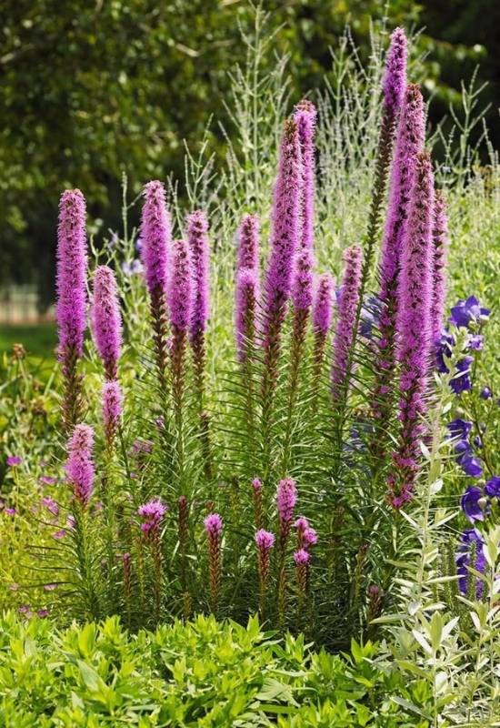 a small group of Blazing Star flowers