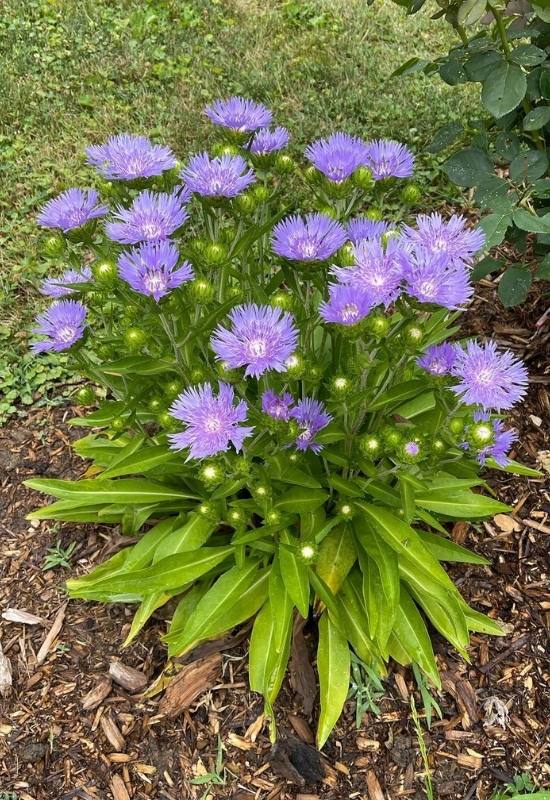 23 Low Maintenance Perennial Flowers For Full Sun Or Shady Garden Spaces 11 low maintenance flowers