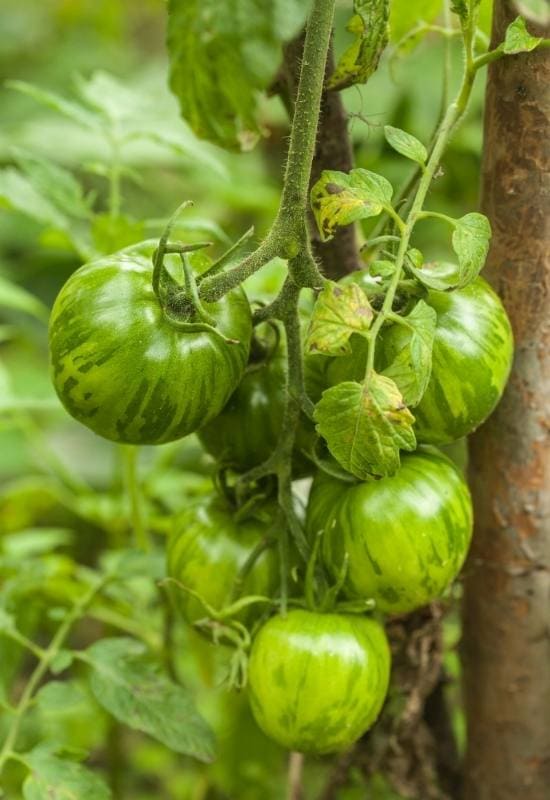 28 Varieties of Indeterminate Tomatoes to Plant in Your Garden This Year 16