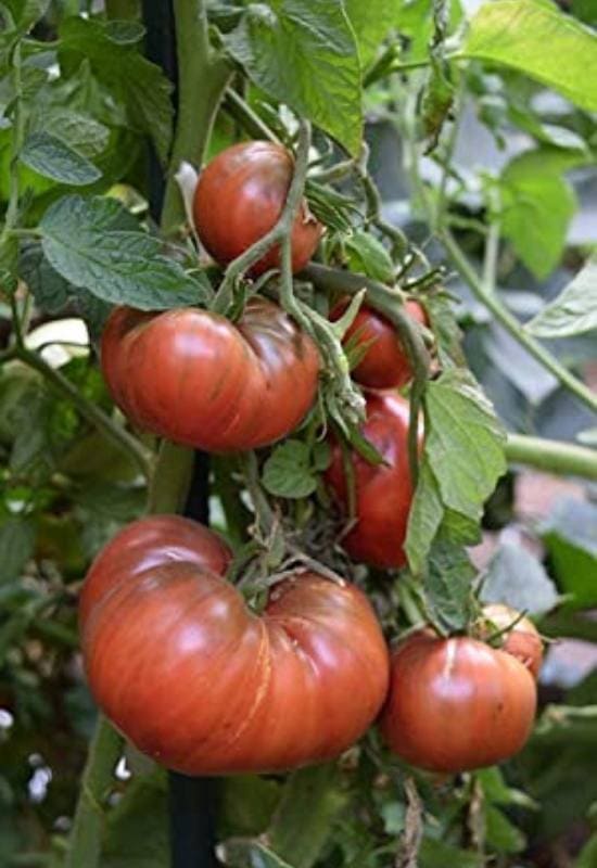 28 Varieties of Indeterminate Tomatoes to Plant in Your Garden This Year 15
