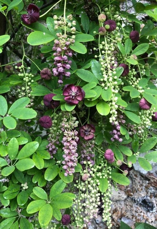 15 Fast Growing Flowering Vines and climbers To Elevate Your Garden In No Time   15