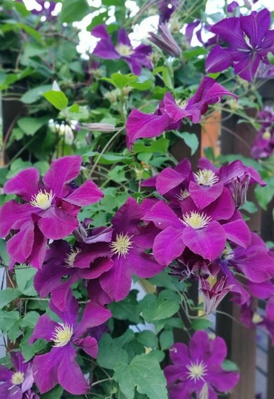 15 Fast Growing Flowering Vines and climbers To Elevate Your Garden In No Time   5