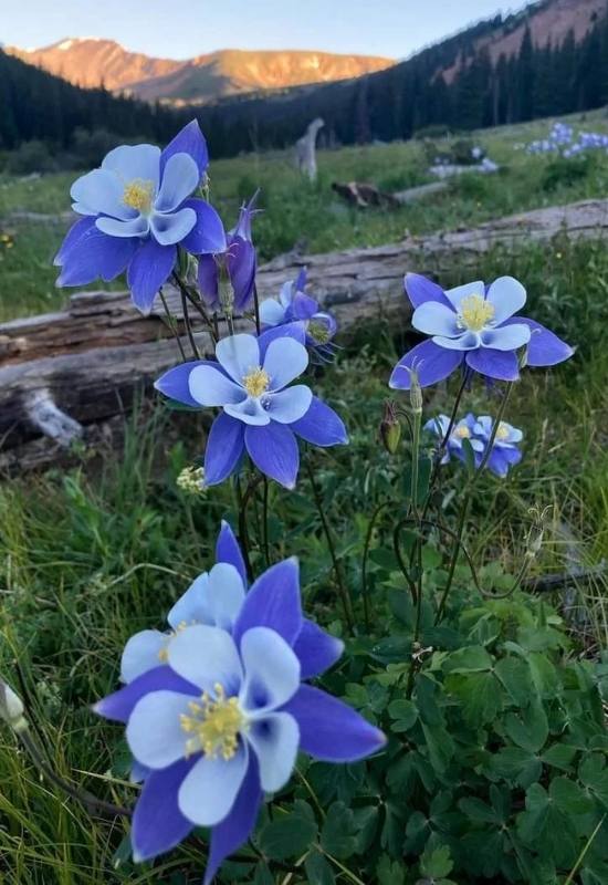 23 Low Maintenance Perennial Flowers For Full Sun Or Shady Garden Spaces 23 23 Low Maintenance Perennial Flowers For Full Sun Or Shady Garden Spaces 12