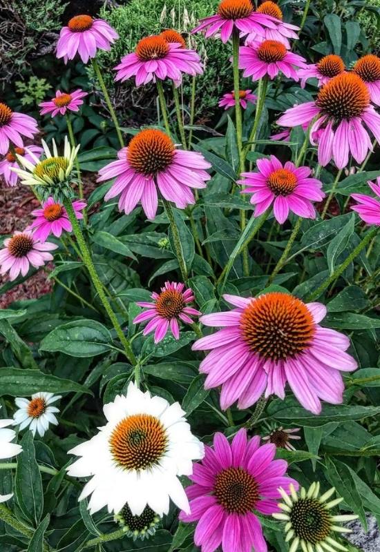 23 Low Maintenance Perennial Flowers For Full Sun Or Shady Garden Spaces 2 a beautiful low maintainance perenial flower