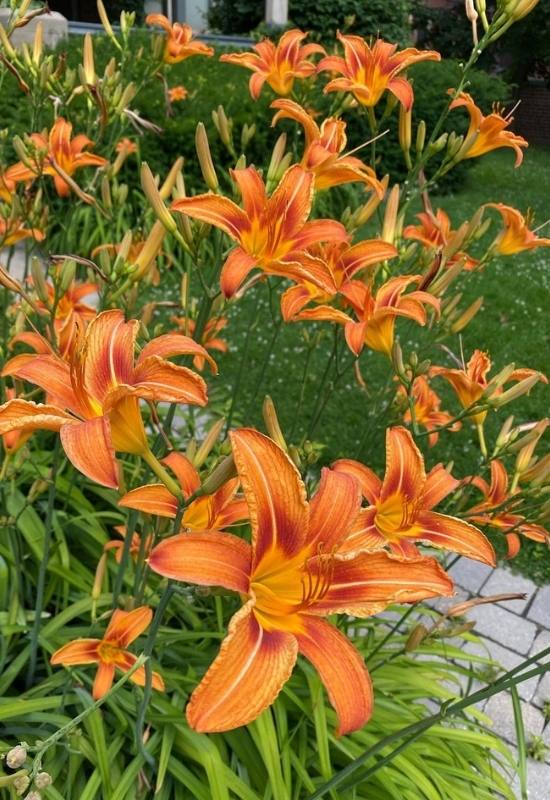 23 Low Maintenance Perennial Flowers For Full Sun Or Shady Garden Spaces 12 Daylilies