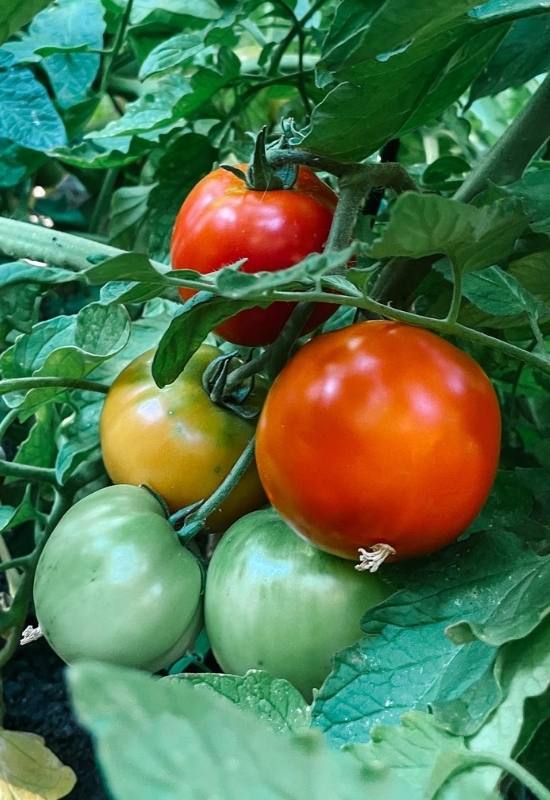 28 Varieties of Indeterminate Tomatoes to Plant in Your Garden This Year 5