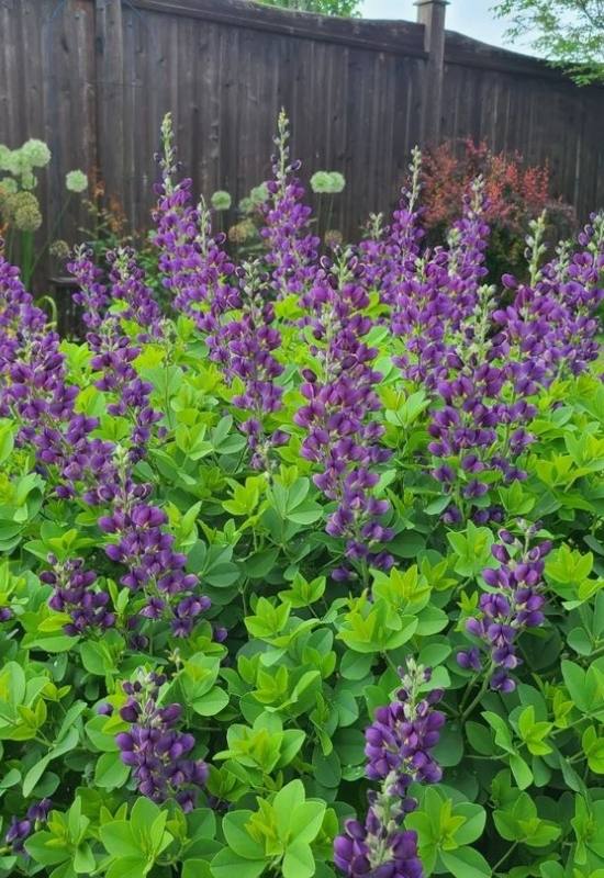 23 Low Maintenance Perennial Flowers For Full Sun Or Shady Garden Spaces 4 a couple of false indigo flowers